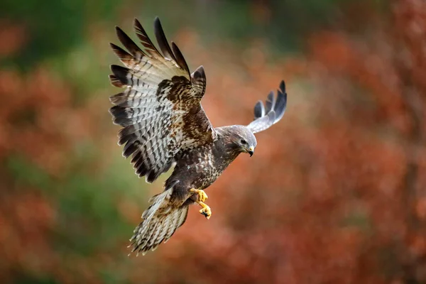 Podzimní Divoká Zvěř Dravý Pták Obecný Buzzard Buteo Buteo Let — Stock fotografie