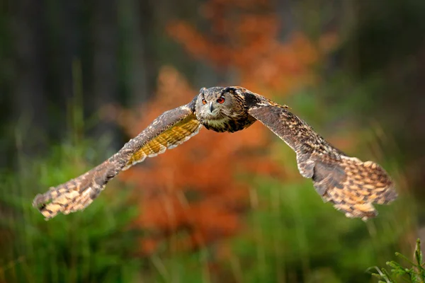 ユーラシアイーグルフクロウ ボブボ 木の上の飛行 オレンジの秋の色 スロバキアと森の中で野生動物の写真 森の中の鳥 野生動物の自然界で最初の雪 森の中を飛ぶ — ストック写真