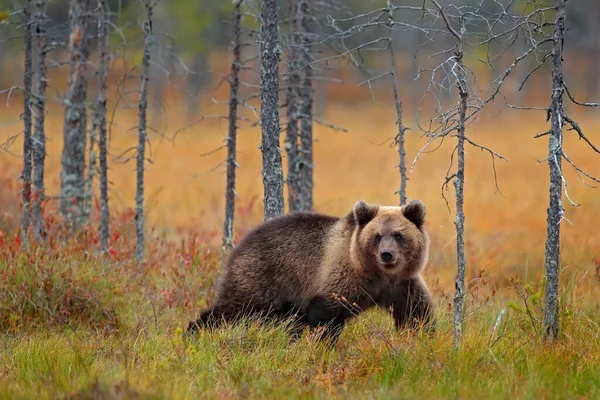 Medve Elrejtve Sárga Erdőben Őszi Fák Medvével Gyönyörű Barna Medve — Stock Fotó