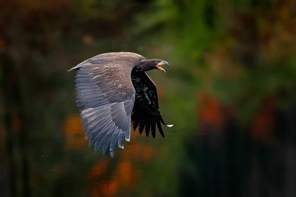 Águia Acima Lago Floresta Pássaro Voador Rapina Águia Cauda Branca — Fotografia de Stock
