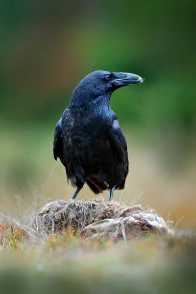 Corvo Uccello Nero Con Lepre Morta Sulla Strada Comportamento Animale — Foto Stock