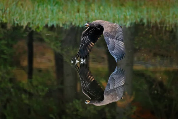 Adler Flug Über Dem Dunklen See Seeadler Haliaeetus Albicilla Fliegt — Stockfoto