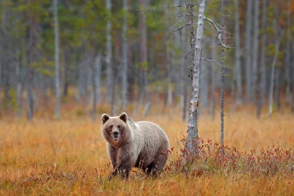 Медведь Спрятан Желтом Лесу Осенние Деревья Медведем Красивый Бурый Медведь — стоковое фото