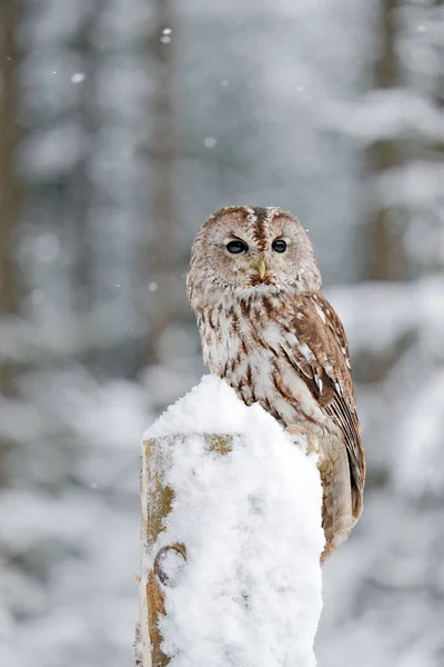 Foresta Invernale Con Neve Tawny Owl Durante Inverno Foresta Innevata — Foto Stock