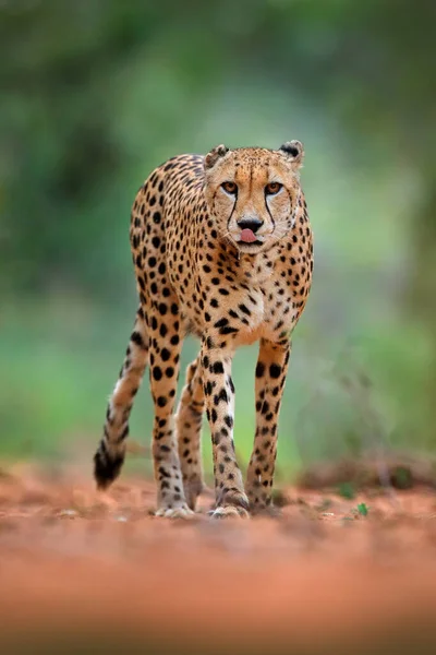 Gepard Acinonyx Jubatus Chodící Divoká Kočka Nejrychlejší Savec Zemi Botswana — Stock fotografie