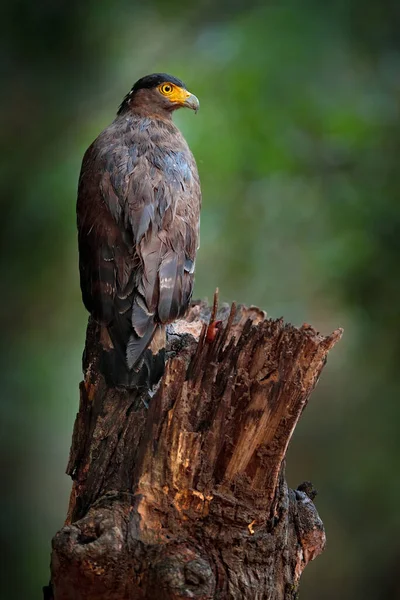 Aigle Serpent Crête Spilornis Cheela Dans Environnement Recherche Proies Photographie — Photo