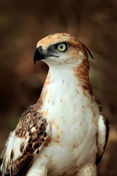 Águia Falcão Mutável Nisaetus Cirrhatus Close Águia Chão Empoleirado Tronco — Fotografia de Stock