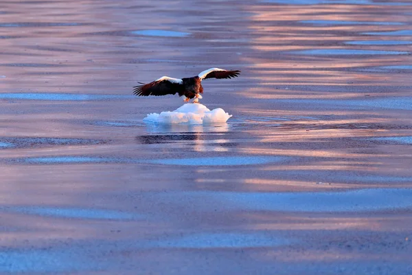 Θάλασσα Ηλιοβασίλεμα Θαλάσσιος Αετός Του Όμορφου Steller Haliaeetus Pelagicus Πρωινό — Φωτογραφία Αρχείου
