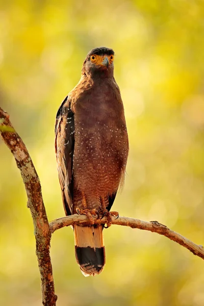 Águila Serpiente Crestada Spilornis Cheela Encaramada Entorno Del Bosque Busca —  Fotos de Stock