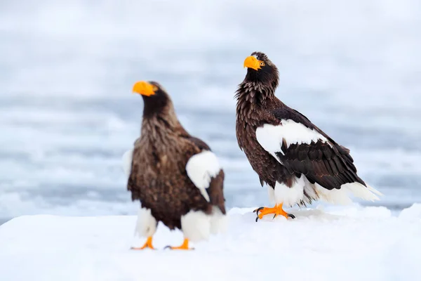 Stellers Havsörn Haliaeetus Pelagicus Fågel Med Vit Snö Hokkaido Japan — Stockfoto