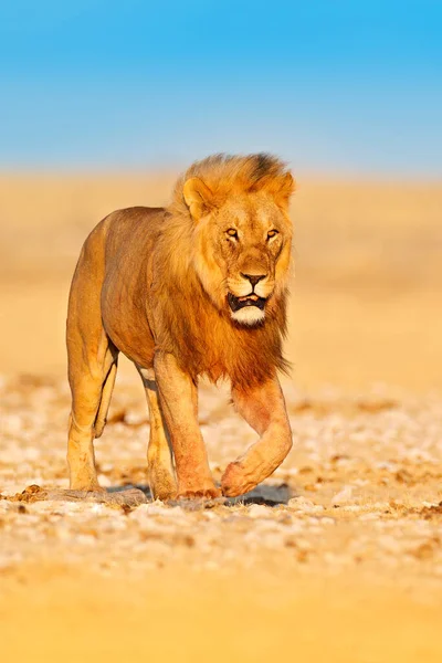 Aslan Yürüyüşü Afrika Aslanı Portresi Panthera Leo Büyük Hayvanların Detayı — Stok fotoğraf