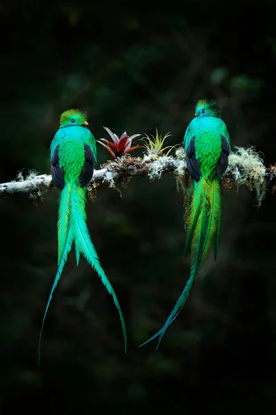 Quetzal Pharomachrus Mocinno Natury Kostaryka Zielonym Lasem Wspaniały Święty Mistyczny — Zdjęcie stockowe