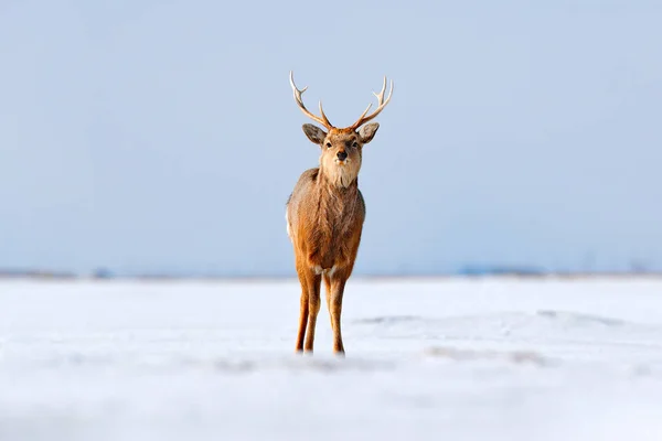 Veado Hokkaido Sika Cervus Nippon Yesoensis Prado Nevado Montanhas Inverno — Fotografia de Stock