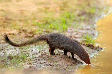 Firavun faresi içme suyu. Şirin hayvan Ruddy Mongoose, Herpestes smithii, Hindistan ve Sri Lanka 'daki dağ ormanlarına özgü türler. Memeli davranışı. Doğadan vahşi yaşam sahnesi. Sri Lanka 'da seyahat.