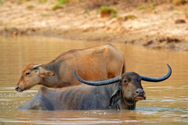 Buffalo, Bubalus Bubalis, kahverengi su birikintisinde. Vahşi yaşam sahnesi, nehirli yaz günü. Yala, Sri Lanka 'daki Asya sularında yaşayan büyük bir hayvan. Suda bir kadın ve bir erkek.