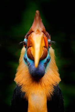 Hornbill, yakın plan tasarı portresi. Knobbed Hornbill, Rhyticeros cassidix, orman habitatında, Sulawesi, Endonezya 'dan yeşille detaylandırılmış portre. Güzel orman boynuzu, vahşi yaşam doğası.