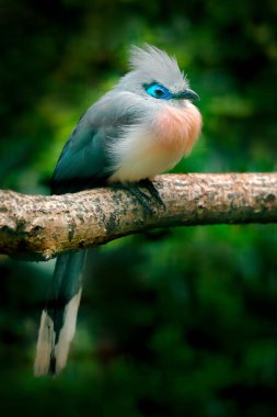 Couna, Coua cristata, nadir gri ve mavi kuş ibikli, doğal yaşam alanında, Madagaskar dalında oturuyor. Afrika 'da kuş gözlemciliği. Karanlık tropik ormandaki Armalı Couna.