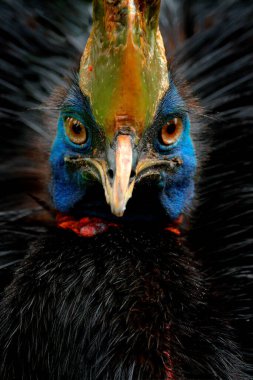 Casuarius Casuarius Casuarius 'un Güneyli Cassowary' nin detaylı portresi, çift gagalı Cassowary olarak bilinir. Papua Yeni Gine 'den Avustralya' nın büyük orman kuşu. Doğadan gelen kırmızı mavi tüylü büyük kuş..