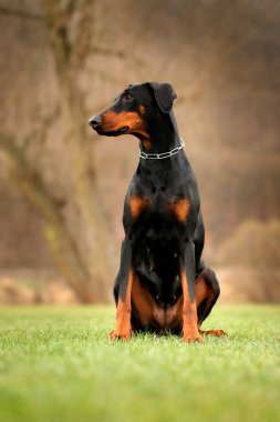 Doberman, kendi halinde bir köpek. Doğal ortamdaki ev hayvanı. Çimenlerde oturan doberman, boynunda zincir tasma. Yeşil bahçede oturan köpek.. 