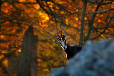 Tepede Chamois ile sonbahar ormanı, arkada portakal ağaçları, Çek Cumhuriyeti Studenc Hill. Hayvanlı vahşi yaşam sahnesi.