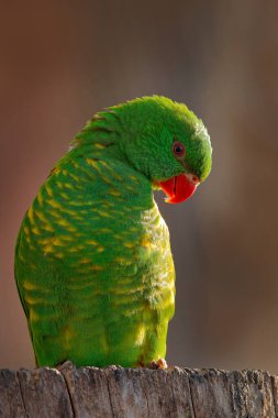 Pul göğüslü Lorikeet 'in portresi, Trichoglossus klorolepidotus, yeşil papağan, Doğu Avustralya' daki dalda oturuyor. Kırmızı gagalı yeşil kuşun ayrıntılı portresi.