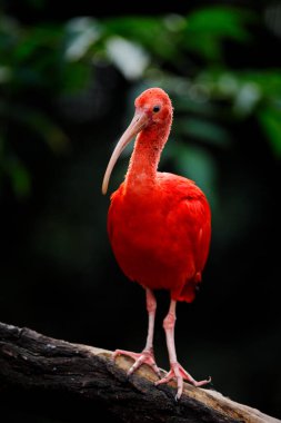 Kızıl Ibis, Eudocimus Ruber, doğa ormanlarındaki egzotik kuş. Ağaç dalında oturan kırmızı kuş, güzel akşam güneşi ışığı, Caroni Bataklığı, Trinidad ve Tobago. Habitatta Ibis.