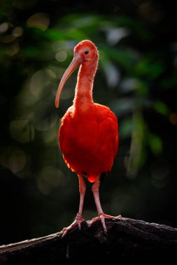 Kızıl Ibis, Eudocimus Ruber, doğa ormanlarındaki egzotik kuş. Ağaç dalında oturan kırmızı kuş, güzel akşam güneşi ışığı, Caroni Bataklığı, Trinidad ve Tobago. Habitatta Ibis.