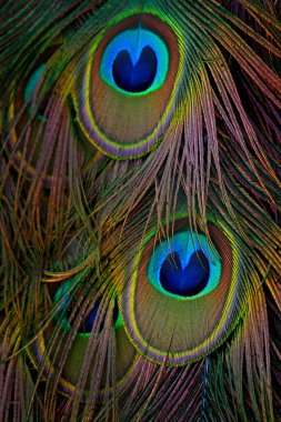 Tüyler yakın çekim detaylarını belirler. Güzel kuş, Hintli erkek tavus kuşu, Pavo kristali, tüylerini açık kuyruğuyla gösteriyor. Sri Lanka 'dan vahşi yaşam kuşu sahnesi.