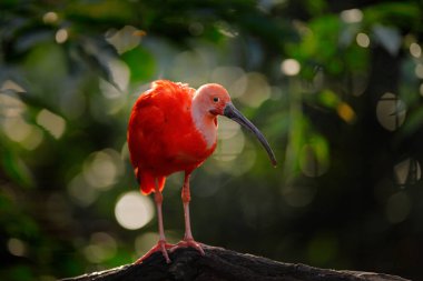 Kızıl Ibis, Eudocimus Ruber, doğa ormanlarındaki egzotik kuş. Ağaç dalında oturan kırmızı kuş, güzel akşam güneşi ışığı, Caroni Bataklığı, Trinidad ve Tobago. Habitatta Ibis.