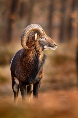 Mouflon, Ovis orientalis, büyük boynuzlu memeli portresi, Prag, Çek Cumhuriyeti. Vahşi yaşam sahnesi doğayı oluşturur. Ormanda hayvan davranışları. Kafasında büyük boynuzları olan Muflon, ormanda.