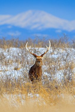 Sika geyik, Cervus Nippon yesoensis, karlı çayır üzerinde, kış Dağları ve arka planda orman, doğa Habitat boynuzları ile hayvan, Hokkaido kış sahnesi, Japonya. Yaban hayatı doğa.