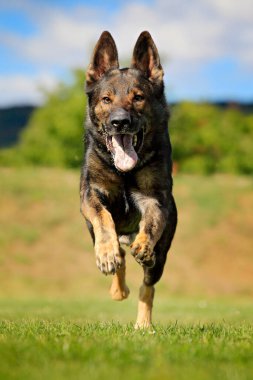 Alman çoban köpeği, Almanya kökenli, arka planda doğa ile birlikte yeşil çimlerde oturan büyük ölçekli bir köpek türüdür..