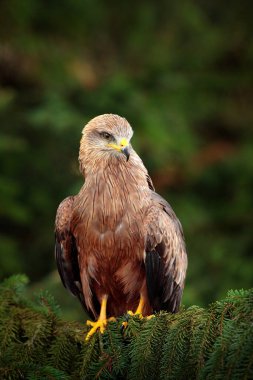 Kara Uçurtma, Milvus migrans, ladin ağacının dalında koni ile oturan kahverengi yırtıcı kuş. Doğada uçurtma, yeşil bitki örtüsü. Vahşi yaşam Slovakya.