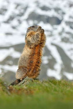 Avusturya yaban hayatı, komik bir görüntü, Marmot 'un ayrıntıları. Şirin şişman hayvan Marmot, İtalya, Alp 'teki doğa kaya habitatıyla çimlerin üzerinde oturuyor. Vahşi doğadan vahşi yaşam sahnesi. Doğada hayvan barınağı.