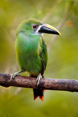 Mavi boğazlı Toucanet, Aulacorhynchus prasinus, doğal yaşam alanında yeşil tukan, Kolombiya.