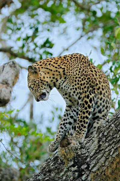 Panthera Pardus Kotiya Большая Пятнистая Кошка Шри Ланки Лежащая Дереве — стоковое фото