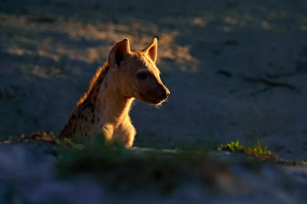 Junges Hyänenwelpen Abendlicht Bei Sonnenuntergang Hyäne Detailporträt Gefleckte Hyäne Crocuta — Stockfoto