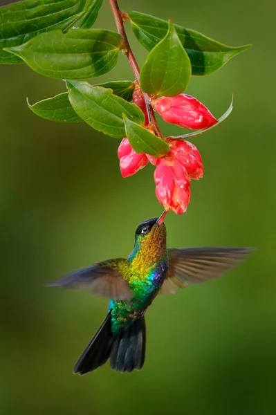 Ognisto Gardłowy Koliber Panterpe Podpowiada Błyszczący Kolorowy Ptak Locie Scena — Zdjęcie stockowe