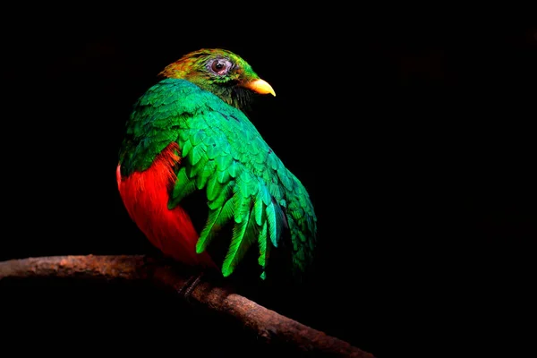 Золотоголовый Кецаль Pharomachrus Auriceps Эквадор Волшебная Красочная Птица Тёмного Тропического — стоковое фото