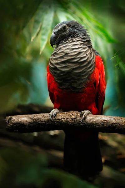 Pesquet Papagaio Psittrichas Fulgidus Ave Rara Nova Guiné Papagaio Vermelho — Fotografia de Stock