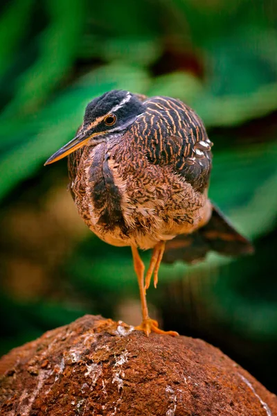 Sunbittern Eurypyga Helias Detalj Närbild Porträtt Sällsynta Fåglar Från Costa — Stockfoto