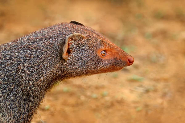 Firavun Faresi Detaylı Kafa Portresi Şirin Hayvan Ruddy Mongoose Herpestes — Stok fotoğraf