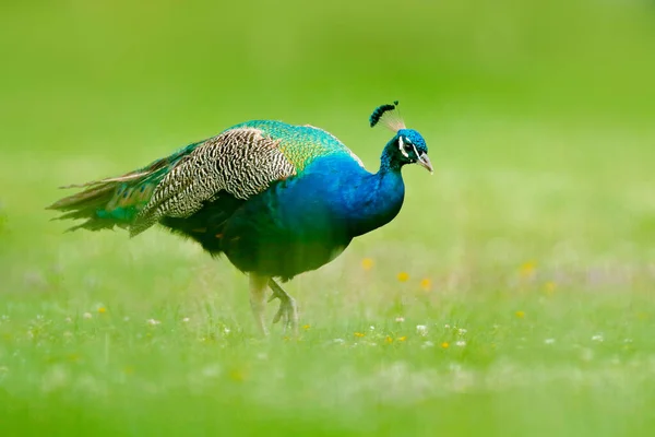 Peafoul Πουλί Εμφανίζει Φλερτ Στο Πράσινο Φυσικό Περιβάλλον Γρασίδι Ινδία — Φωτογραφία Αρχείου