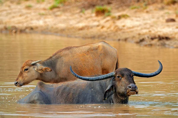 Buffalo Bubalus Bubalis Kahverengi Birikintisinde Vahşi Yaşam Sahnesi Nehirli Yaz — Stok fotoğraf