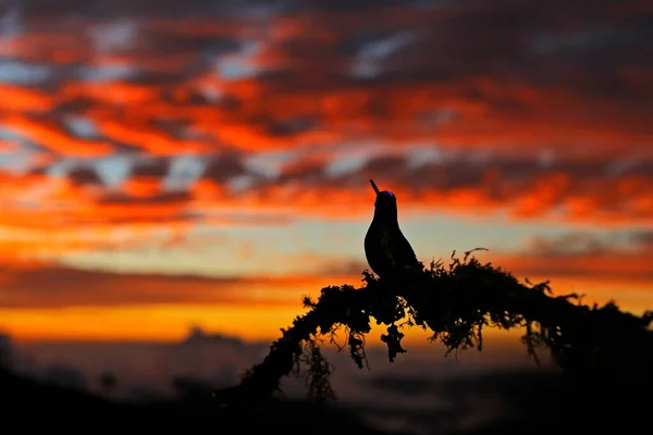 Colibrí Naranja Atardecer Pájaro Atardecer Con Colibrí Talamanca Eugenes Spectabilis —  Fotos de Stock