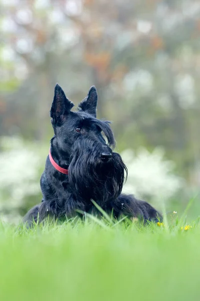 Lindo Retrato Negro Escocés Terrier Dog Luz Noche Con Terrier —  Fotos de Stock