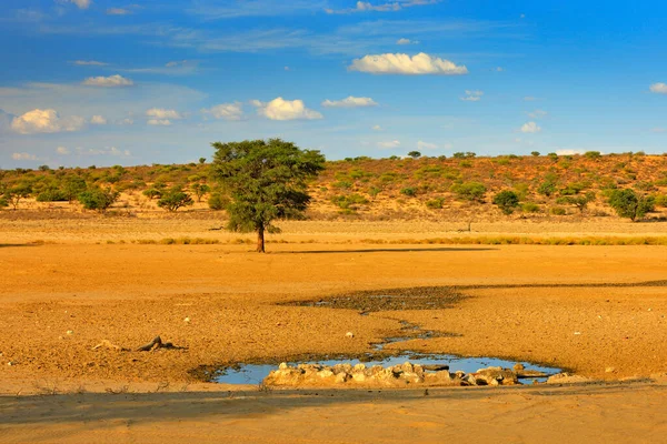 非洲的水坑 Kgalagadi景观 水坑附近的动物和树木 非洲阳光灿烂的一天 蓝天白云的沙漠景观 Springbok饮用水 野生动物非洲 — 图库照片