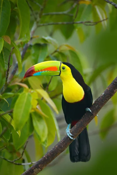 Дикая Природа Юкатна Мексика Тропическая Птица Тукан Сидит Ветке Лесу — стоковое фото