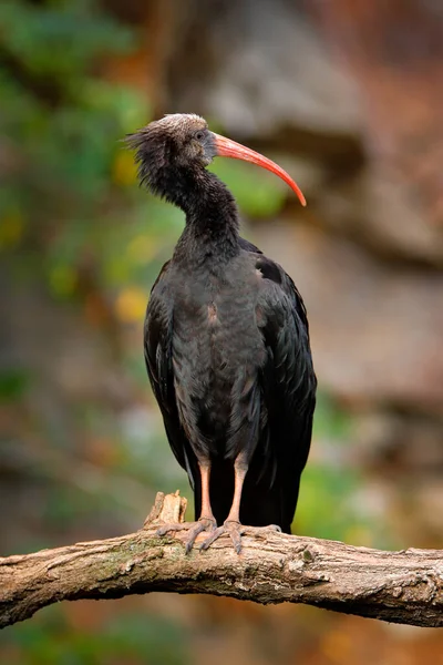 Bald Ibis Geronticus Eremita 서식지의 이국적 Marocco 보이는 나뭇가지에 따오기 — 스톡 사진