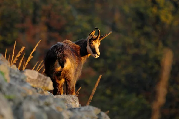 Tepede Chamois Ile Sonbahar Ormanı Arkada Portakal Ağaçları Çek Cumhuriyeti — Stok fotoğraf